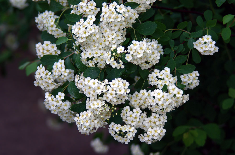 Изображение особи Spiraea &times; vanhouttei.