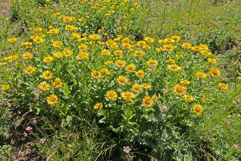 Изображение особи Inula grandiflora.