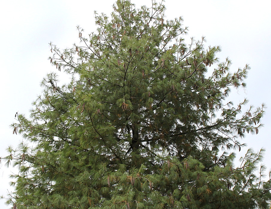 Image of Pinus strobus specimen.