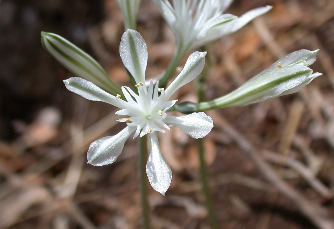 Image of Vagaria parviflora specimen.