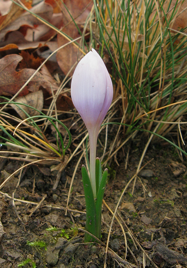 Изображение особи Colchicum triphyllum.