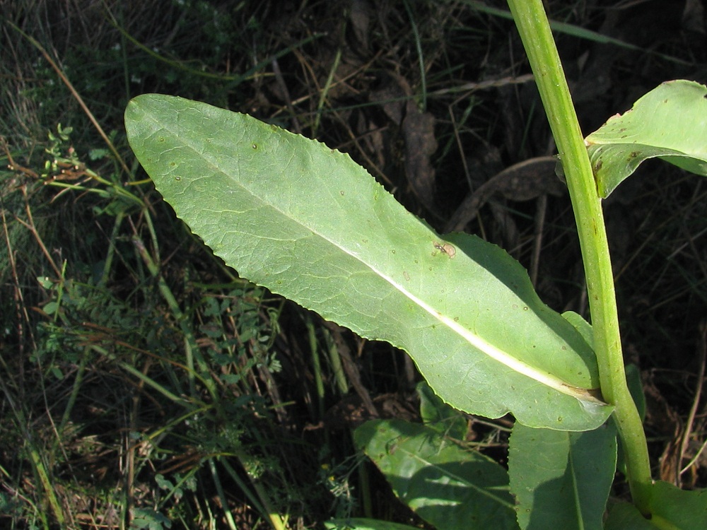 Image of Senecio schwetzowii specimen.