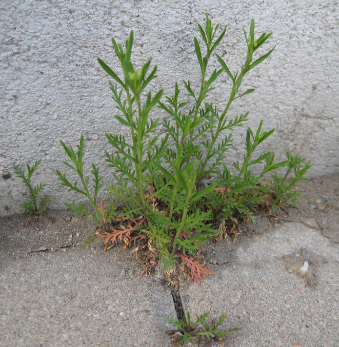 Image of Lepidium ruderale specimen.