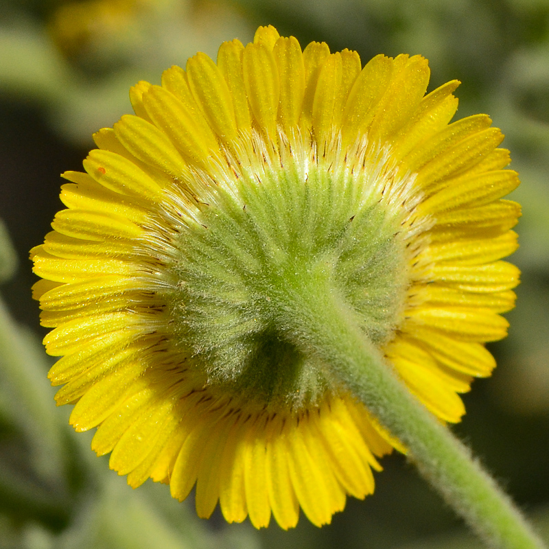 Image of Pulicaria incisa specimen.