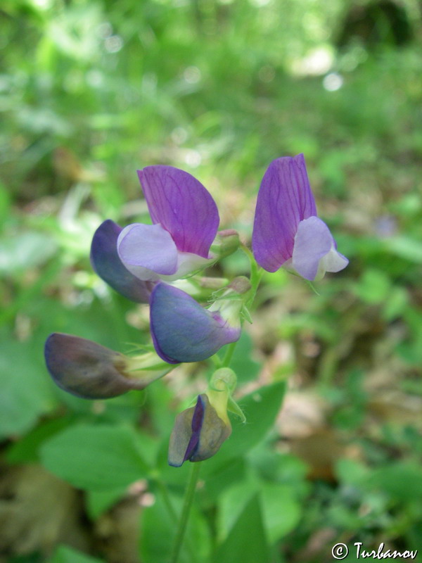 Image of Lathyrus laxiflorus specimen.