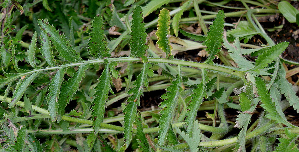 Image of Papaver setiferum specimen.