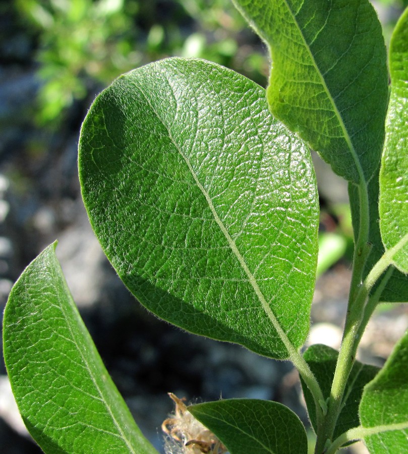 Image of Salix bebbiana specimen.