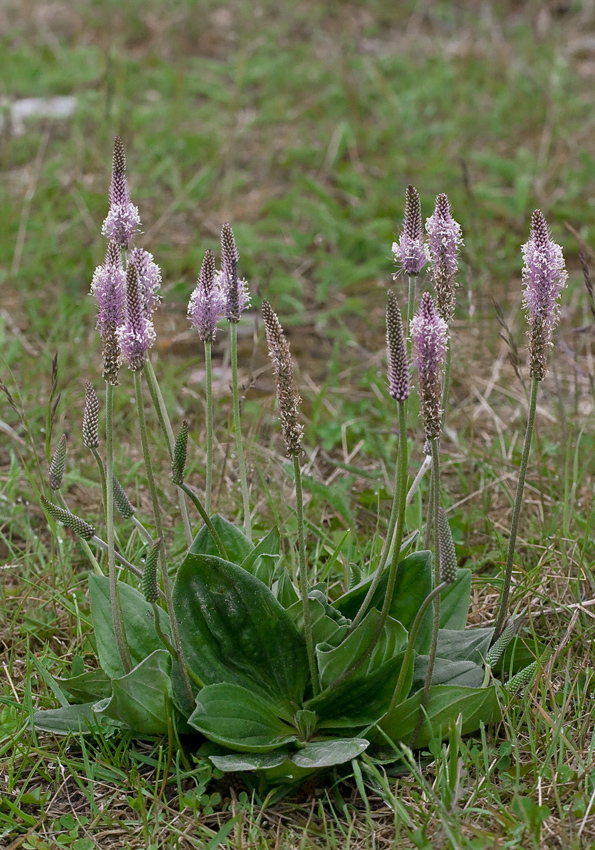 Изображение особи Plantago media.