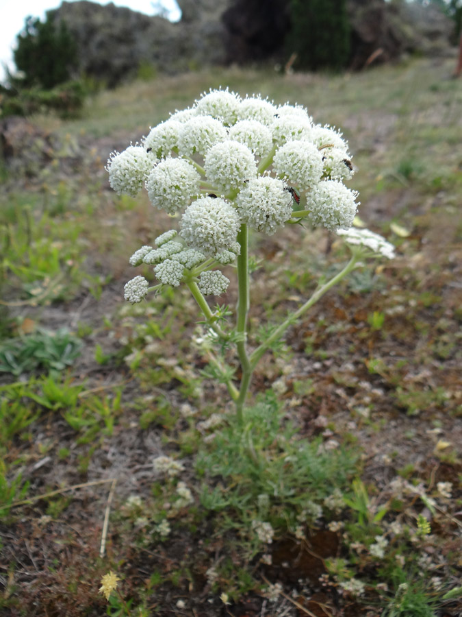 Image of Seseli rigidum specimen.