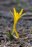 Colchicum luteum