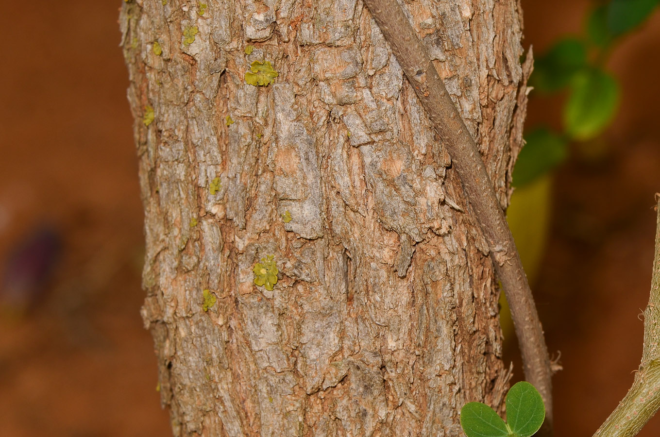 Image of Bauhinia tomentosa specimen.