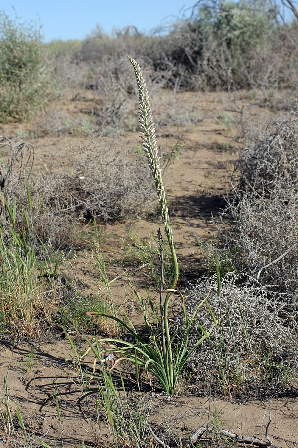 Image of Eremurus inderiensis specimen.