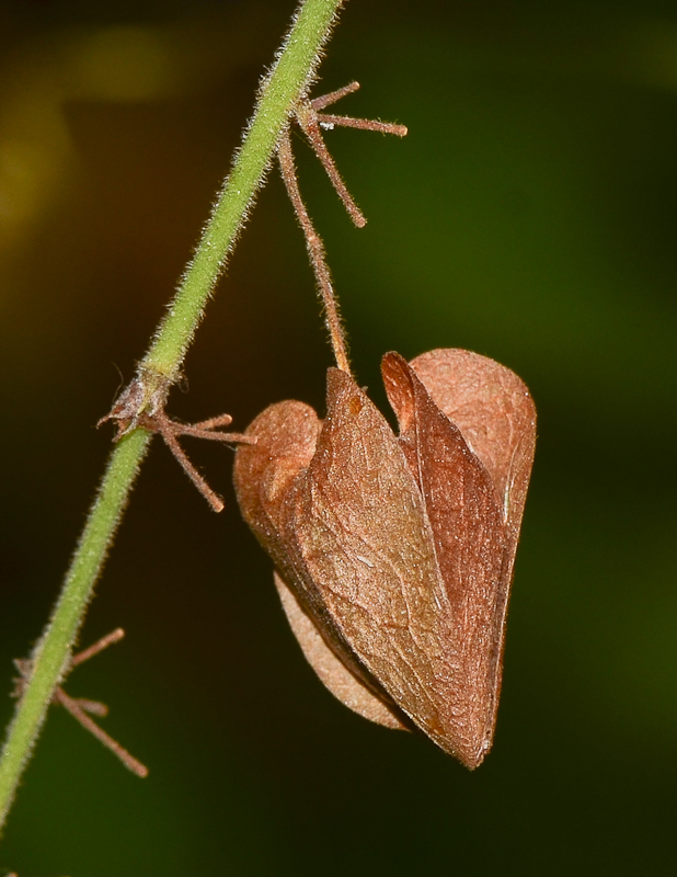 Image of Antigonon leptopus specimen.