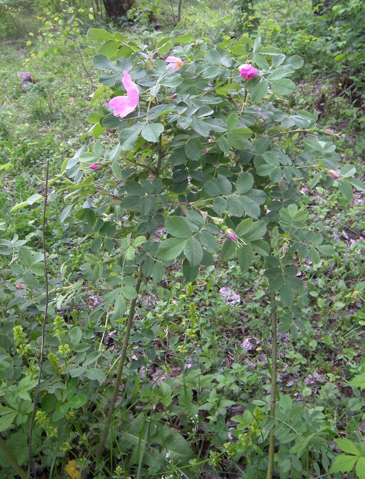 Image of Rosa prokhanovii specimen.