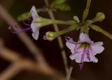 Commicarpus sinuatus