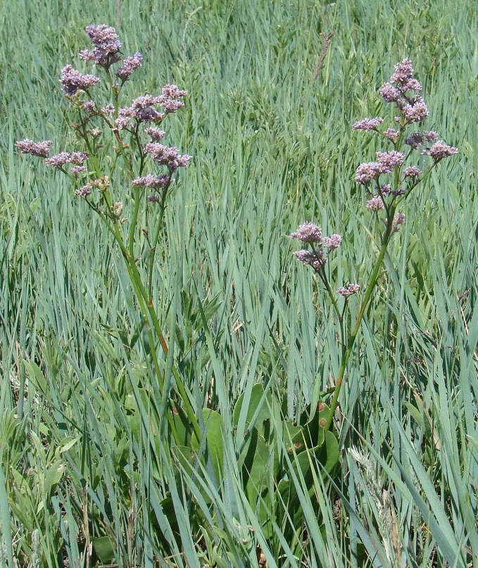 Image of Limonium gmelinii specimen.