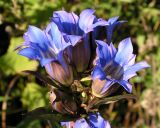 Gentiana scabra