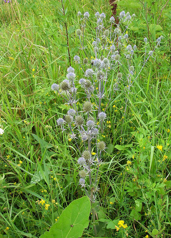 Изображение особи Eryngium planum.