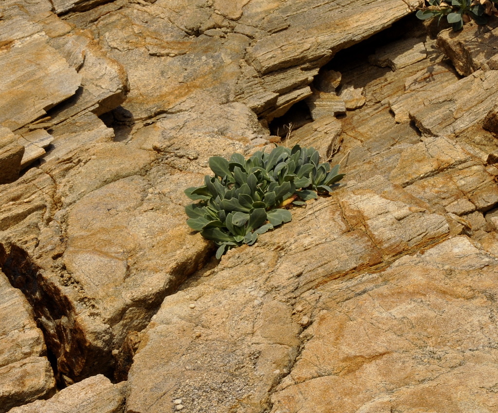 Image of Oberna fabaria specimen.