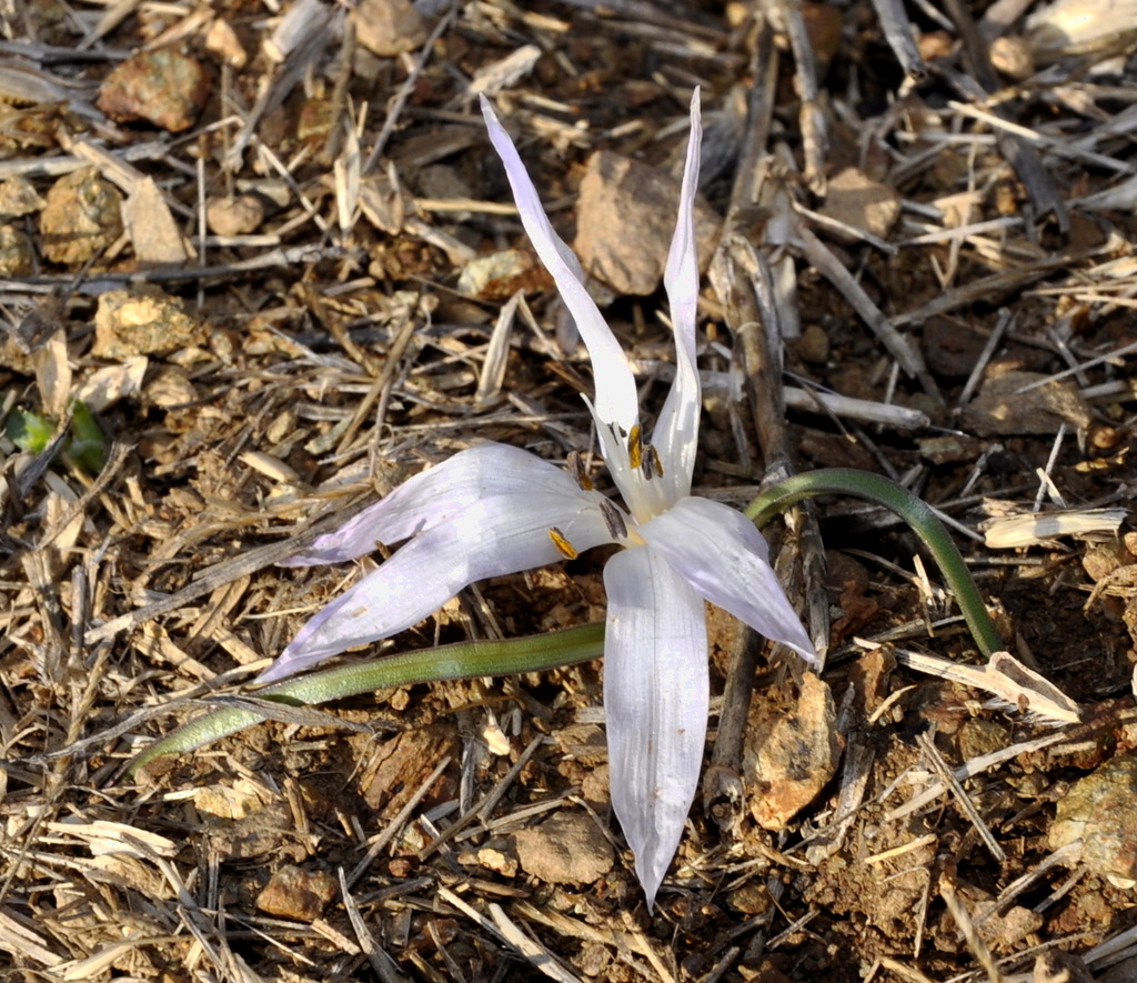 Image of Colchicum chimonanthum specimen.