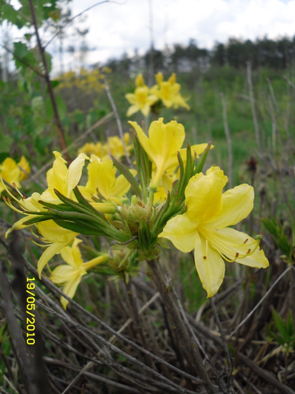 Image of Rhododendron luteum specimen.