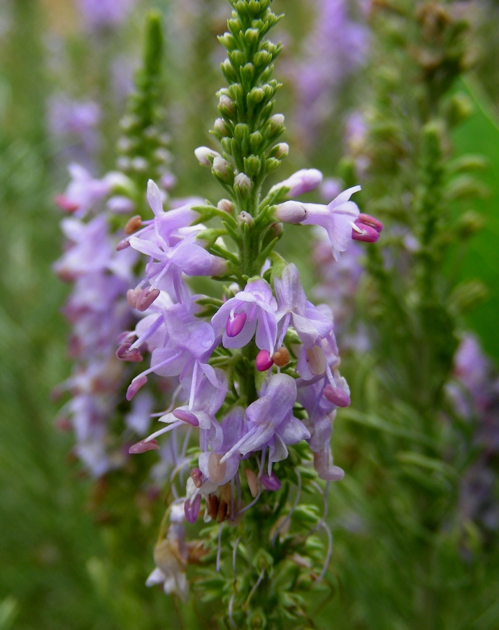 Image of Veronica pinnata specimen.