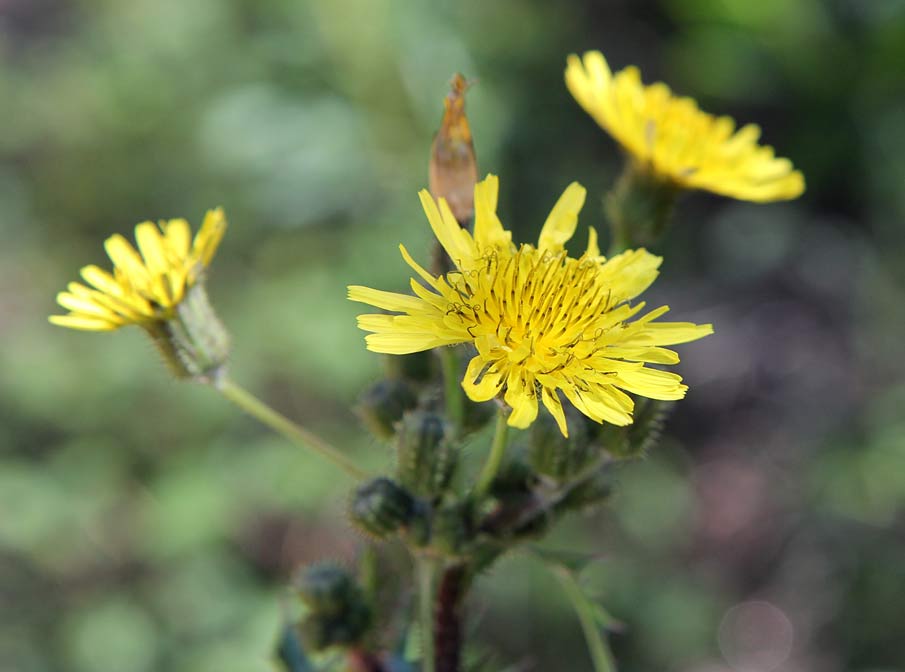 Изображение особи Sonchus oleraceus.