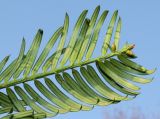 Cephalotaxus harringtonia var. drupacea