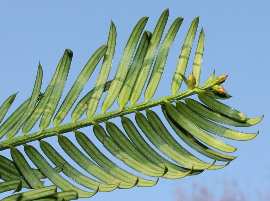 Image of Cephalotaxus harringtonia var. drupacea specimen.