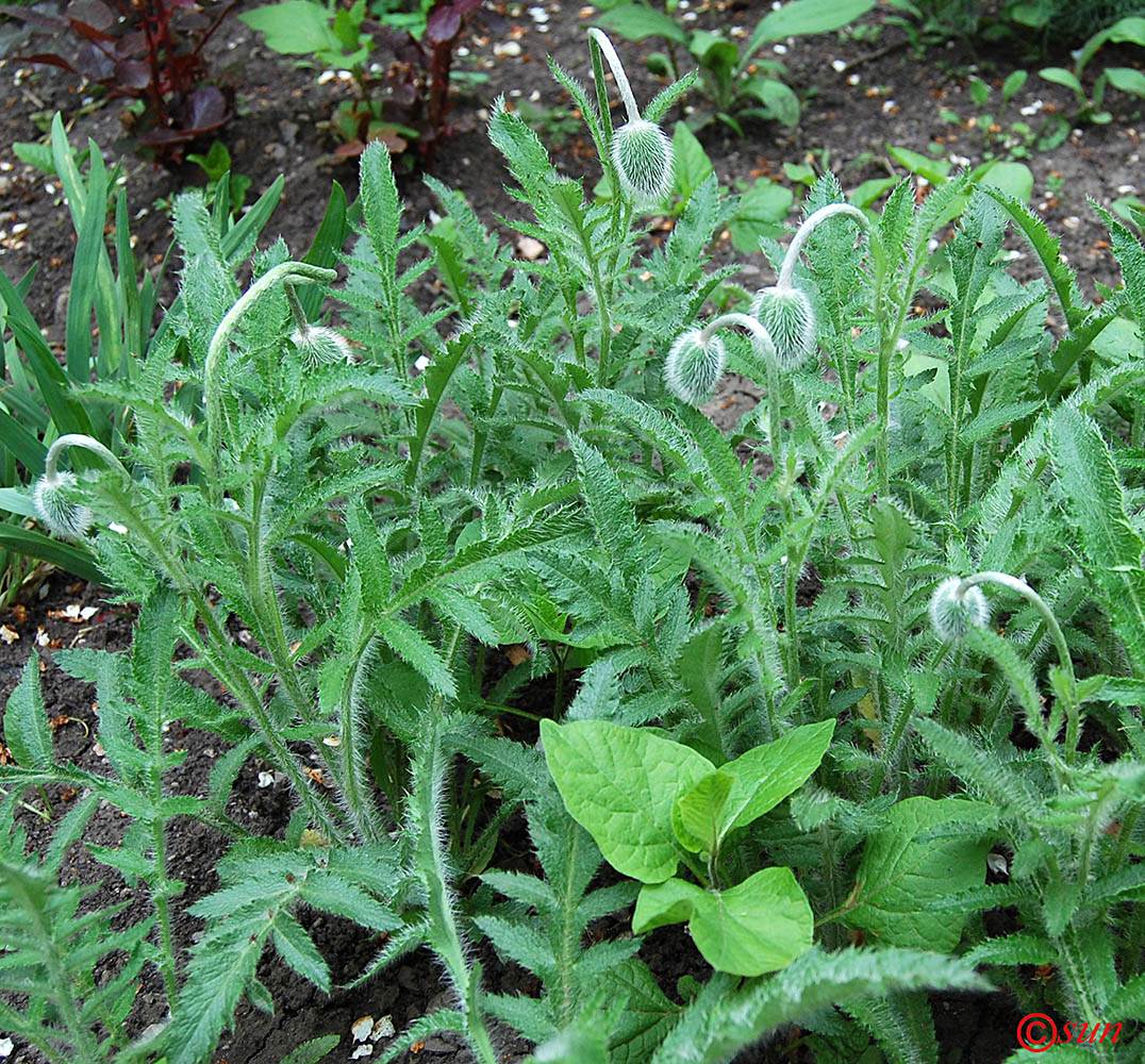 Image of Papaver orientale specimen.