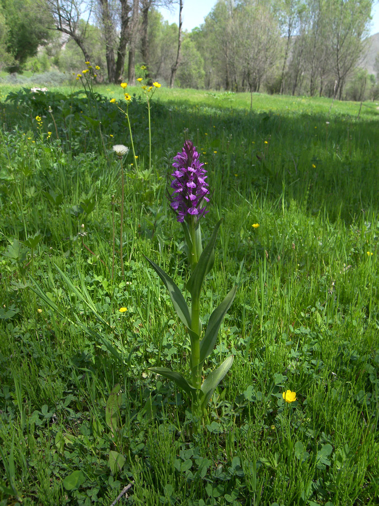 Image of Dactylorhiza umbrosa specimen.