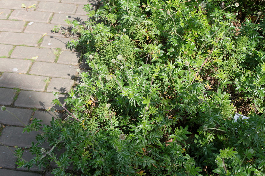 Image of Acaena argentea specimen.