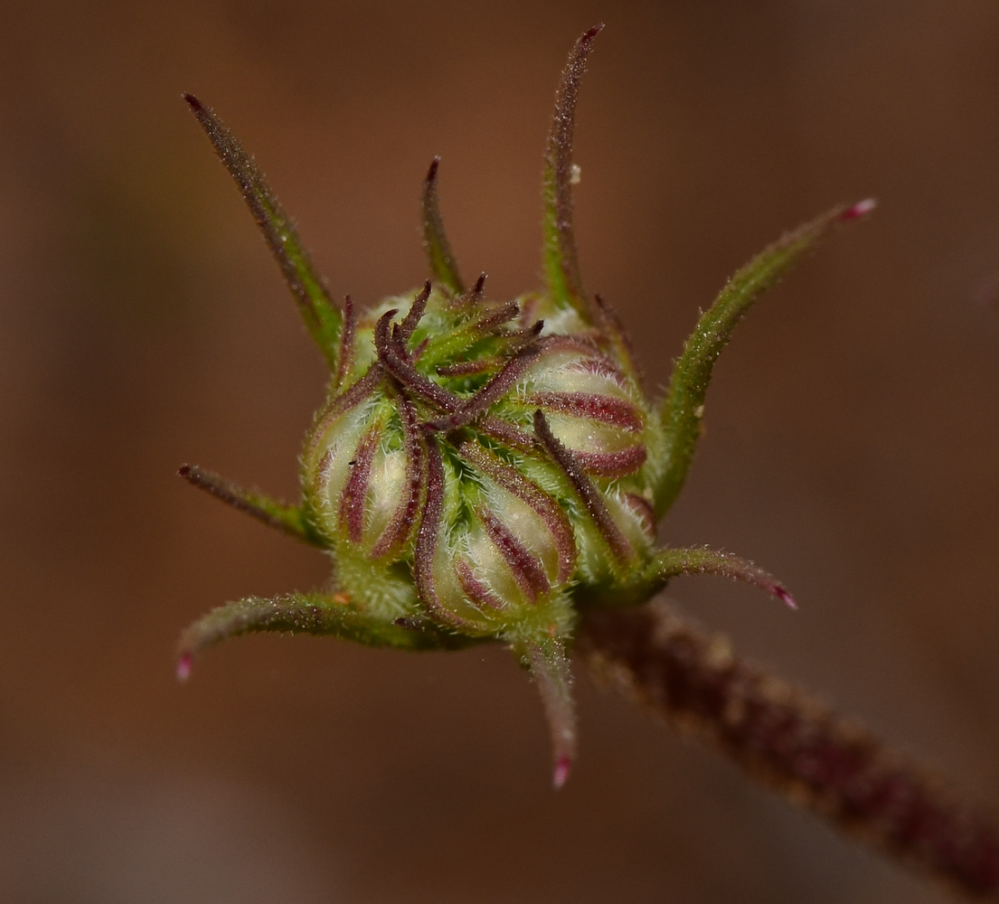 Image of Daucus glaber specimen.