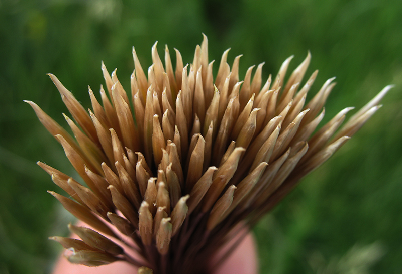 Image of Stipa pennata specimen.