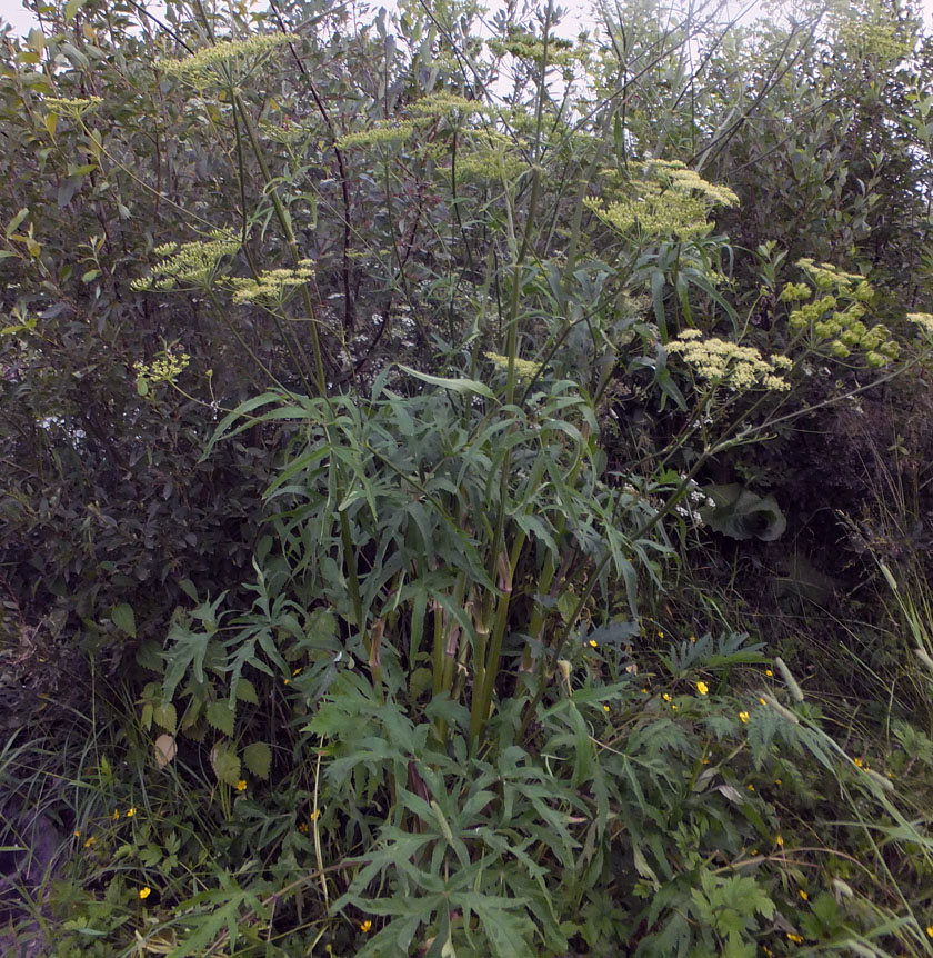 Image of Heracleum sibiricum specimen.