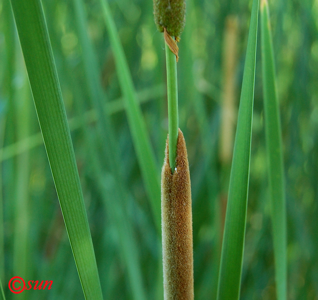 Image of Typha austro-orientalis specimen.