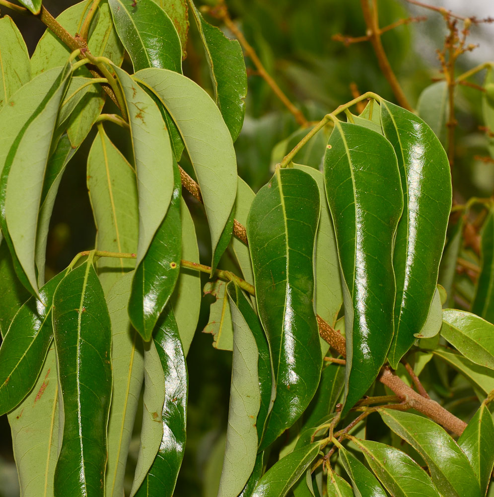 Image of Litchi chinensis specimen.