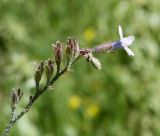 Anchusa strigosa. Веточка отцветающего соцветия. Израиль, холмы в предгорьях Иудеи, залежь. 29.03.2014.