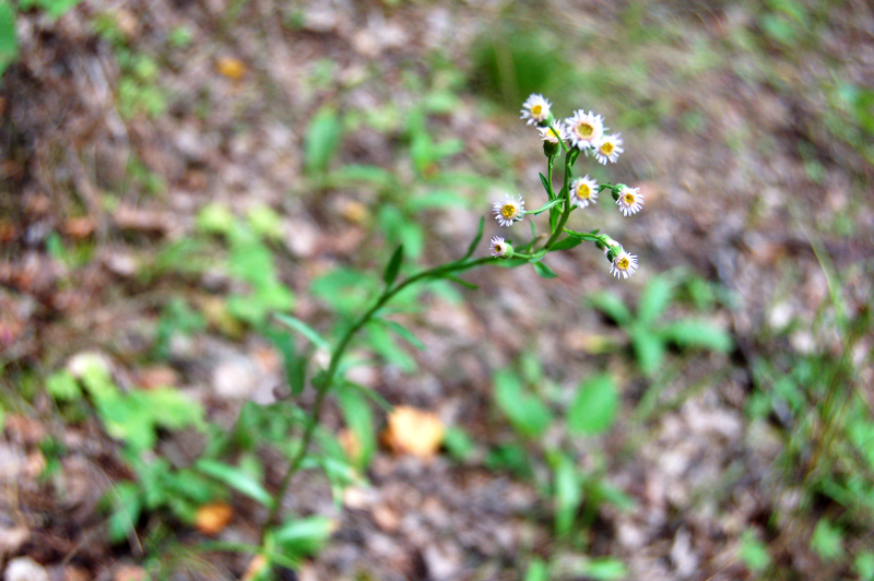 Image of Erigeron politus specimen.