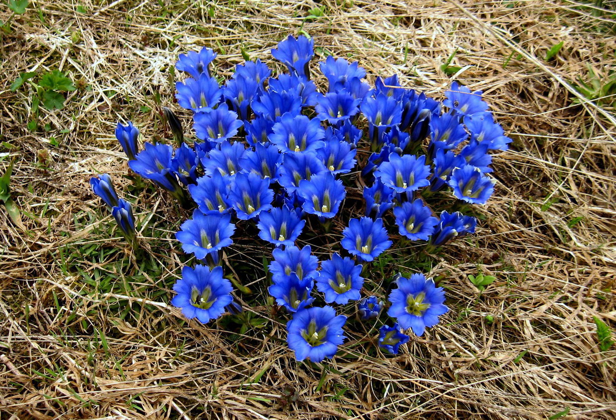 Изображение особи Gentiana grandiflora.