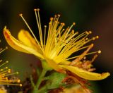 Hypericum attenuatum