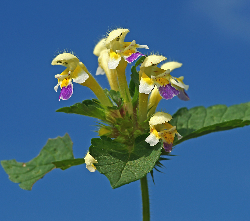 Image of Galeopsis speciosa specimen.