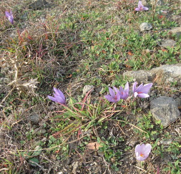 Изображение особи Crocus pallasii.