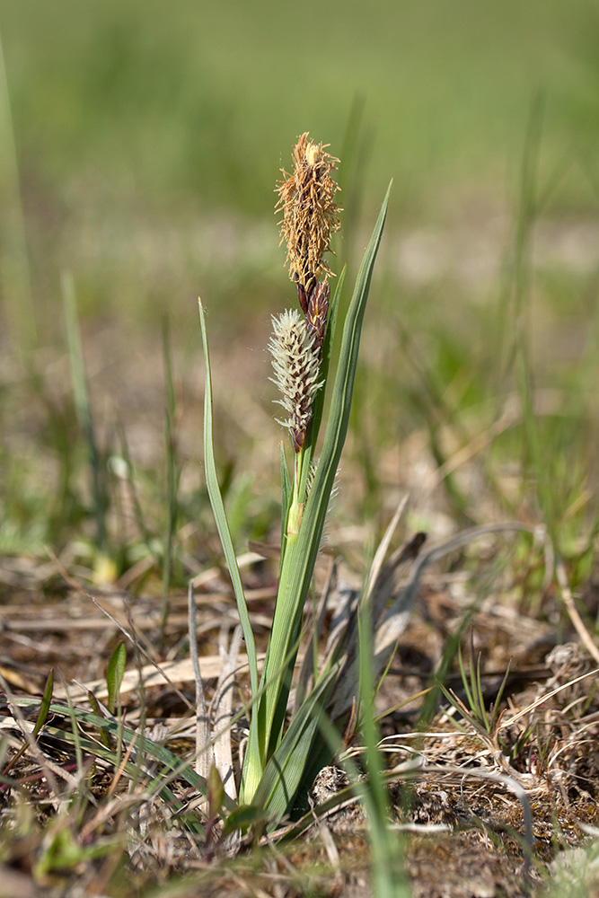 Изображение особи Carex panicea.