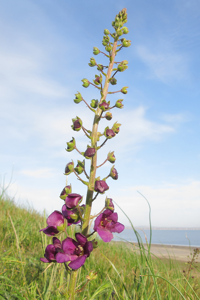 Изображение особи Verbascum phoeniceum.