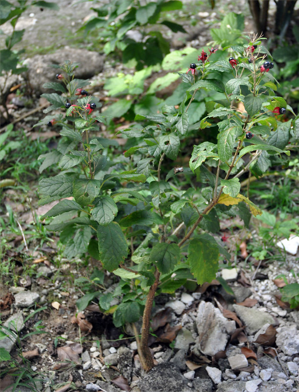 Изображение особи Clerodendrum calamitosum.