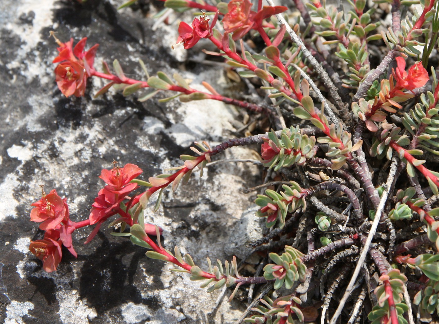 Image of Euphorbia petrophila specimen.