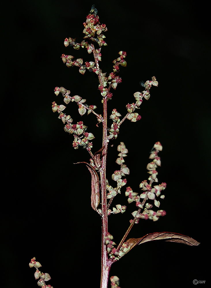 Image of genus Atriplex specimen.