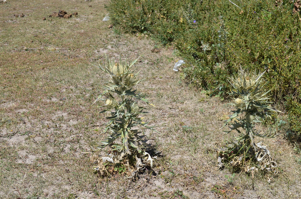 Image of Cirsium turkestanicum specimen.