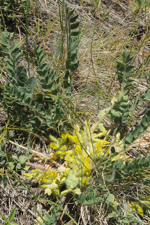 Изображение особи Astragalus schanginianus.